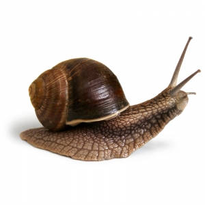 ilustracja ślimaka